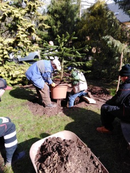 2023 Araucaria araucana (blahočet čilský) a Araucaria columnaris (blahočet sloupovitý)