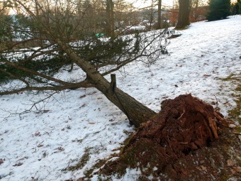 2023 Pinus pungens - borovice pichlavá - 30letý strom padl při silném větru dne 4.2. 2023