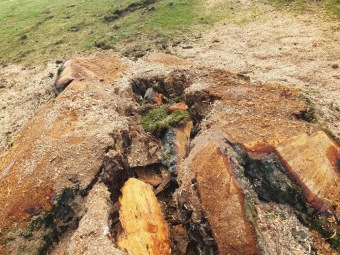 2023 stoletá bříza bělokorá (Betula pendula) musela uvolnit své místo (17.8.)