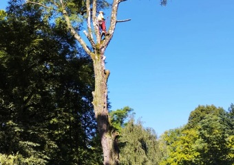 2023 stoletá bříza bělokorá (Betula pendula) musela uvolnit své místo (17.8.)