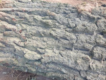 2023 stoletá bříza bělokorá (Betula pendula) musela uvolnit své místo (17.8.)