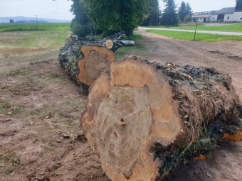 2023 stoletá bříza bělokorá (Betula pendula) musela uvolnit své místo (17.8.)