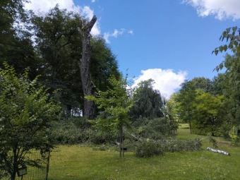 2023 stoletá bříza bělokorá (Betula pendula) musela uvolnit své místo (17.8.)