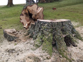 2023 stoletá bříza bělokorá (Betula pendula) musela uvolnit své místo (17.8.)