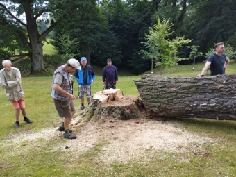 2023 stoletá bříza bělokorá (Betula pendula) musela uvolnit své místo (17.8.)