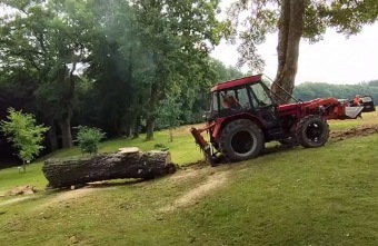 2023 stoletá bříza bělokorá (Betula pendula) musela uvolnit své místo (17.8.)
