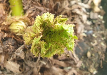 2023 Gunnera manicata - barota rukávovitá se připravuje na venkovní stanoviště