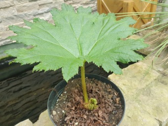 2023 Gunnera manicata - barota rukávovitá se připravuje na venkovní stanoviště