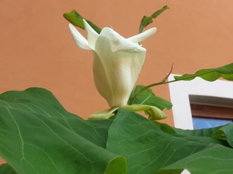 Magnolia macrophylla šácholan velkolistý.....