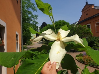 Magnolia macrophylla šácholan velkolistý....