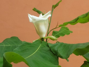 Magnolia macrophylla šácholan velkolistý..