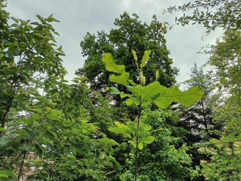 Magnolia macrophylla ssp. ashei - šácholan velkolistý  