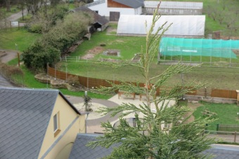 2023 Sequoiadendron giganteum - sekvojovec obrovský - v koruně stromu (18.4.)