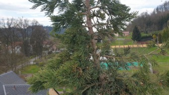 2023 Sequoiadendron giganteum - sekvojovec obrovský - v koruně stromu (18.4.)