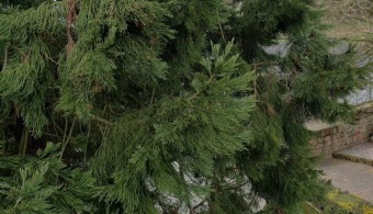 2023 Sequoiadendron giganteum - sekvojovec obrovský - v koruně stromu (18.4.)