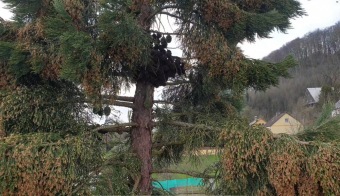 2023 Sequoiadendron giganteum - sekvojovec obrovský - v koruně stromu (18.4.)