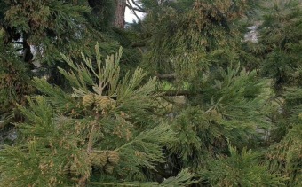 2023 Sequoiadendron giganteum - sekvojovec obrovský - v koruně stromu (18.4.)
