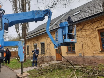2023 Sequoiadendron giganteum - sekvojovec obrovský - v koruně stromu - z této plošiny (18.4.)