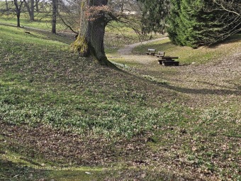 2024 Bledule jarní (Leucojum vernum) - jedna z prvních z jara kvetoucích bylin (11.3.)