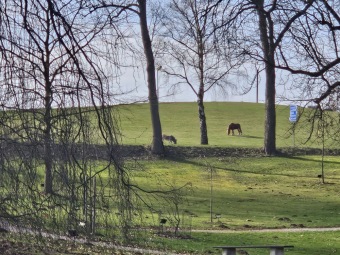 2024 Bledule jarní (Leucojum vernum) - jedna z prvních z jara kvetoucích bylin (11.3.)