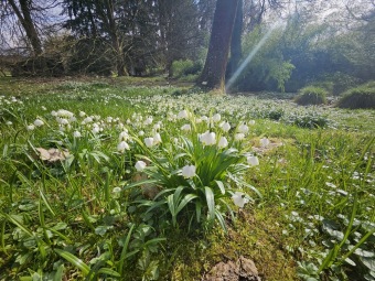 2024 Bledule jarní (Leucojum vernum) - jedna z prvních z jara kvetoucích bylin (11.3.)