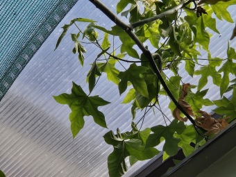 Brachychiton acerifolius brachychiton javorolistý...