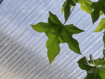 Brachychiton acerifolius brachychiton javorolistý