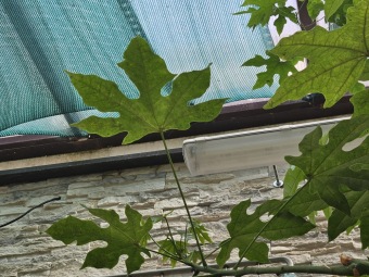 Brachychiton_discolor_brachychiton_discolor.jpg