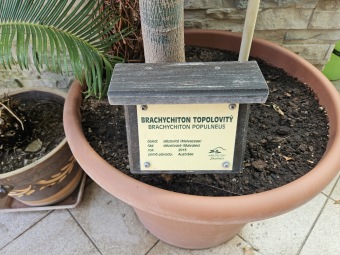 Brachychiton populneus brachychiton topolový..