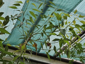 Brachychiton rupestris brachychiton skalní