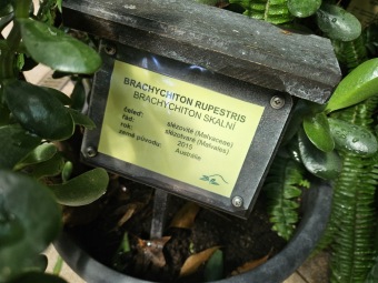 Brachychiton rupestris brachychiton skalní (2)