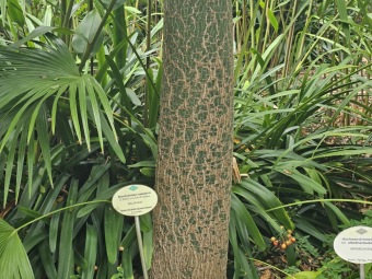 Brachychiton (acerifolius, discolor, populneuss, rupestris) zde a Jardín de Aclimatación de La Orotava Tenerife