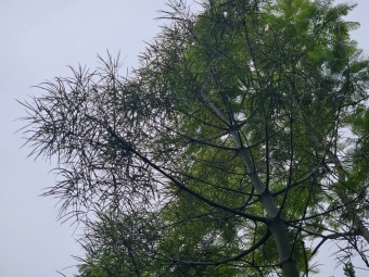 Brachychiton (acerifolius, discolor, populneuss, rupestris) zde a Jardín de Aclimatación de La Orotava Tenerife