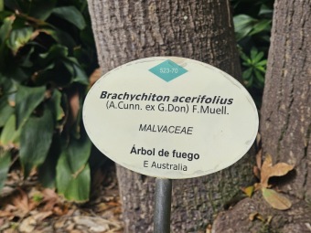 Brachychiton (acerifolius, discolor, populneuss, rupestris) zde a Jardín de Aclimatación de La Orotava Tenerife