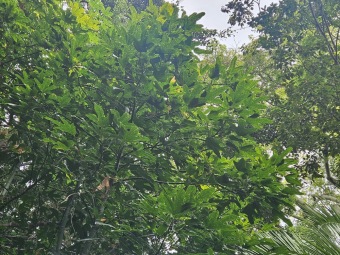 Brachychiton (acerifolius, discolor, populneuss, rupestris) zde a Jardín de Aclimatación de La Orotava Tenerife