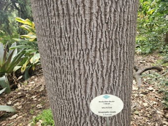 Brachychiton (acerifolius, discolor, populneuss, rupestris) zde a Jardín de Aclimatación de La Orotava Tenerife