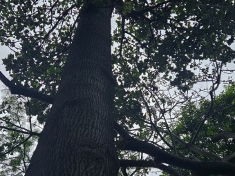 Brachychiton (acerifolius, discolor, populneuss, rupestris) zde a Jardín de Aclimatación de La Orotava Tenerife