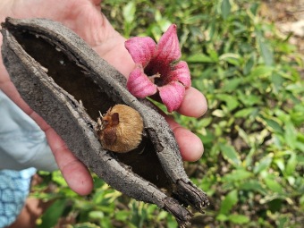 Brachychiton (acerifolius, discolor, populneuss, rupestris) zde a Jardín de Aclimatación de La Orotava Tenerife