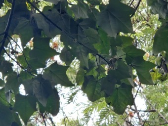 Brachychiton (acerifolius, discolor, populneuss, rupestris) zde a Jardín de Aclimatación de La Orotava Tenerife