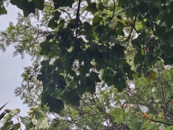 Brachychiton (acerifolius, discolor, populneuss, rupestris) zde a Jardín de Aclimatación de La Orotava Tenerife