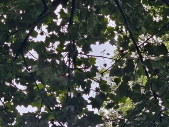 Brachychiton (acerifolius, discolor, populneuss, rupestris) zde a Jardín de Aclimatación de La Orotava Tenerife