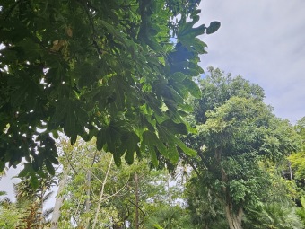 Brachychiton (acerifolius, discolor, populneuss, rupestris) zde a Jardín de Aclimatación de La Orotava Tenerife