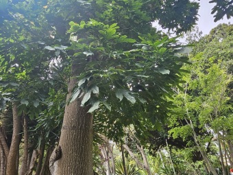 Brachychiton (acerifolius, discolor, populneuss, rupestris) zde a Jardín de Aclimatación de La Orotava Tenerife