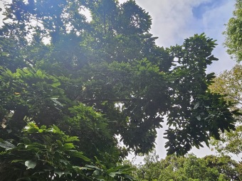 Brachychiton (acerifolius, discolor, populneuss, rupestris) zde a Jardín de Aclimatación de La Orotava Tenerife