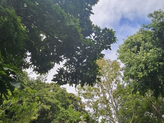 Brachychiton (acerifolius, discolor, populneuss, rupestris) zde a Jardín de Aclimatación de La Orotava Tenerife