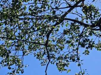 Brachychiton (acerifolius, discolor, populneuss, rupestris) zde a Jardín de Aclimatación de La Orotava Tenerife