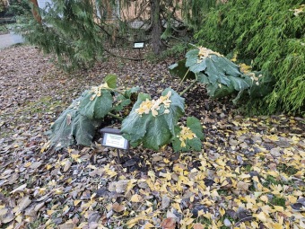 2024 Mladá rostlina Gunnera manicata barota rukávovitá - příprava na druhé zimování (5.11.)