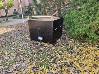 2024 Mladá rostlina Gunnera manicata barota rukávovitá - příprava na druhé zimování (5.11.)