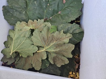 2024 Mladá rostlina Gunnera manicata barota rukávovitá - příprava na druhé zimování (5.11.)