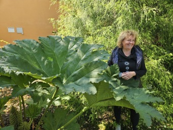 Rostlina na konci léta (po druhé zimě v zemi) 24.8. 2025